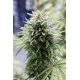 OG KUSH AUTOFLOWERING * DINAFEM SEEDS 3 SEMI FEM
