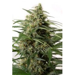 MOBY DICK XXL AUTOFLOWERING * DINAFEM SEEDS 1 SEME FEM