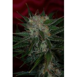 AGENT ORANGE * TGA-SUBCOOL 10 SEMI REG