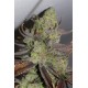 CONSPIRACY KUSH * TGA-SUBCOOL 10 SEMI REG