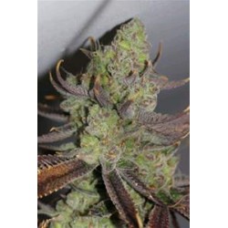 CONSPIRACY KUSH * TGA-SUBCOOL 10 SEMI REG