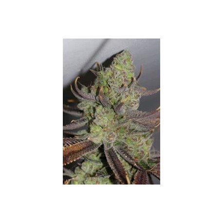 CONSPIRACY KUSH * TGA-SUBCOOL 10 SEMI REG