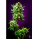 MICKEY KUSH * TGA-SUBCOOL 10 SEMI REG