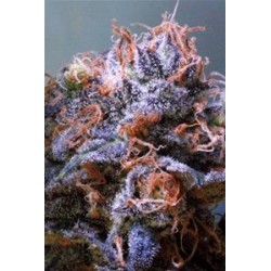 QUERKLE * TGA-SUBCOOL 10 SEMI REG