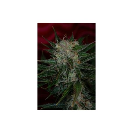 AGENT ORANGE * TGA-SUBCOOL 5 SEMI REG