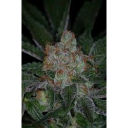 DR WHO * TGA-SUBCOOL 5 SEMI REG