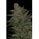 JACK SKELLINGTON * TGA-SUBCOOL 5 SEMI REG
