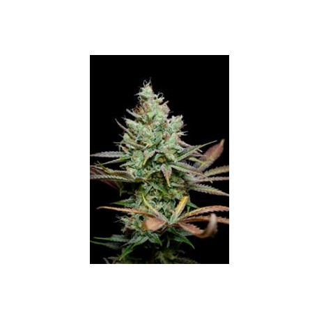 PENNY WISE * TGA-SUBCOOL 5 SEMI REG