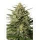 WHITE WIDOW XXL AUTOFLOWERING * DINAFEM SEEDS 3 SEMI FEM 