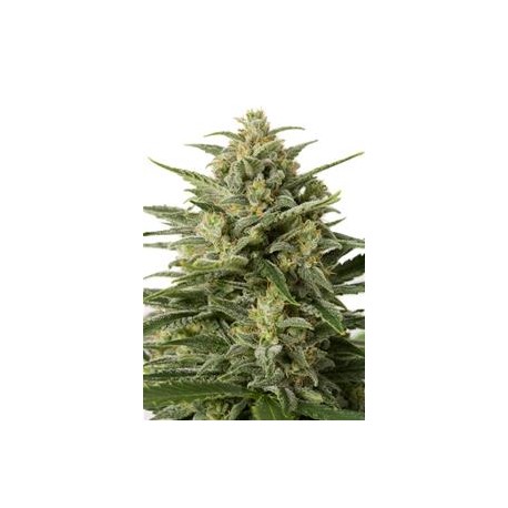 WHITE WIDOW XXL AUTOFLOWERING * DINAFEM SEEDS 3 SEMI FEM 