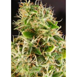 SOUTH STAR * KIWISEEDS 3 SEMI FEM 