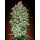 AUTOMATIC COLLECCION #1* ADVANCED SEEDS 6 SEMI FEM