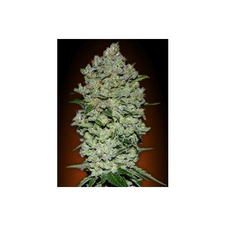 AUTOMATIC COLLECCION #1* ADVANCED SEEDS 6 SEMI FEM