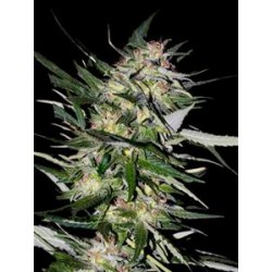 COLLECCION #4* ADVANCED SEEDS 6 SEMI FEM