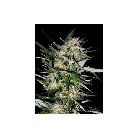 COLLECCION #4* ADVANCED SEEDS 6 SEMI FEM