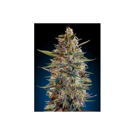 AUTOMATIC COLLECCION #2* ADVANCED SEEDS 6 SEMI FEM