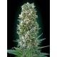 AUTOMATIC COLLECCION #3* ADVANCED SEEDS 6 SEMI FEM