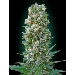 AUTOMATIC COLLECCION #3* ADVANCED SEEDS 6 SEMI FEM