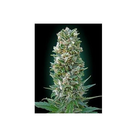 AUTOMATIC COLLECCION #3* ADVANCED SEEDS 6 SEMI FEM