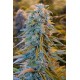 BLUE DREAM *HUMBOLDT SEEDS 5 SEMI FEM