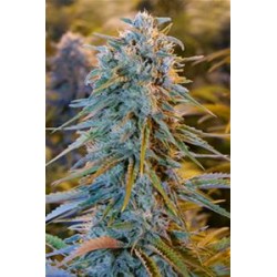 BLUE DREAM *HUMBOLDT SEEDS 5 SEMI FEM