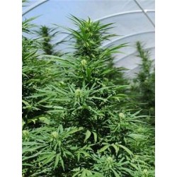 GREEN CRACK *HUMBOLDT SEEDS 5 SEMI FEM