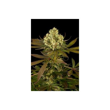 SOUR BLUEBERRY*HUMBOLDT SEEDS 5 SEMI FEM