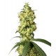 WHITE WIDOW AUTO * SENSI WHITE LABEL 3 SEMI FEM 