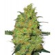 MASTER KUSH * SENSI WHITE LABEL 5 SEMI FEM 