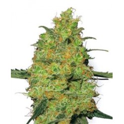 MASTER KUSH * SENSI WHITE LABEL 5 SEMI FEM 