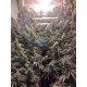 AMHERST SOUR DIESEL *HUMBOLDT SEEDS 10 SEMI FEM