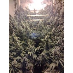 AMHERST SOUR DIESEL *HUMBOLDT SEEDS 10 SEMI FEM