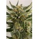 LOAST COAST SKUNK AUTO *HUMBOLDT SEEDS 10 SEMI FEM