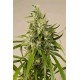 TRAINWRECK *HUMBOLDT SEEDS 10 SEMI FEM