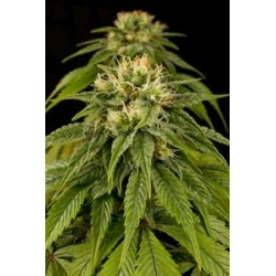 LEMON JUICE EXPRESS AUTO *HUMBOLDT SEEDS 3 SEMI FEM