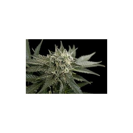 ROADRUNNER AUTOMATICA #2 * DINAFEM SEEDS 1 SEME FEM 