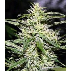 JACK HERER * BIOLOGICAL SEEDS 10 SEMI