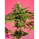 SPICY CBD ( EX SUPERJUANI) *GOLO LINE PHILOSOPHER SEEDS 3 SEMI FEM