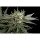 ROADRUNNER AUTOMATICA #2 * DINAFEM SEEDS 3 SEMI FEM