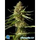 AMNESIKA 2.0*CLASSIC LINE PHILOSOPHER SEEDS 3 SEMI FEM