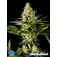 BLACK BOMB *CLASSIC LINE PHILOSOPHER SEEDS 3 SEMI FEM