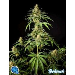 PHILO SKUNK (EX GOKUNK ) *CLASSIC LINE PHILOSOPHER SEEDS 3 SEMI FEM