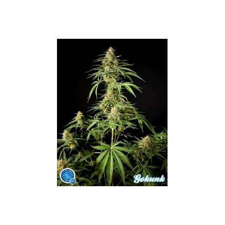 PHILO SKUNK (EX GOKUNK ) *CLASSIC LINE PHILOSOPHER SEEDS 3 SEMI FEM