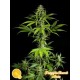 FRAGGLE SKUNK AUTO *AUTO LINE PHILOSOPHER SEEDS 3 SEMI FEM