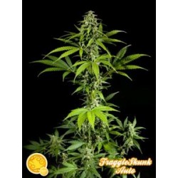 FRAGGLE SKUNK AUTO *AUTO LINE PHILOSOPHER SEEDS 3 SEMI FEM