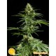 CHEESY AUTO*AUTO LINE PHILOSOPHER SEEDS 3 SEMI FEM