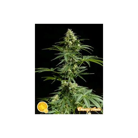 CHEESY AUTO*AUTO LINE PHILOSOPHER SEEDS 25 SEMI FEM