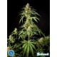 PHILO SKUNK (EX GOKUNK ) *CLASSIC LINE PHILOSOPHER SEEDS 25 SEMI FEM