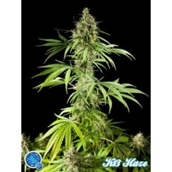 EASY HAZE ( EX K 13 HAZE) *CLASSIC LINE PHILOSOPHER SEEDS 25 SEMI FEM