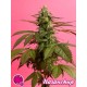 ORANGE CANDY (EX NARANCHUP) *GOLO LINE PHILOSOPHER SEEDS 25 SEMI FEM